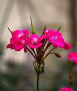 Pelargonium.jpg