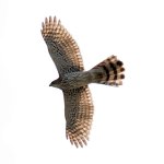 Hawk4.jpg