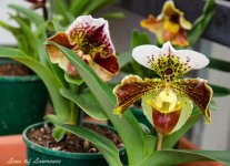 Orchid 1 LOL.jpg