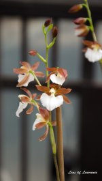 Orchid 2 LOL.jpg