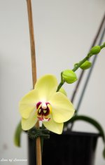 Orchid 3 LOL.jpg