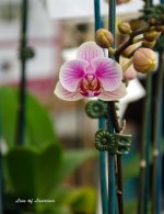 Orchid 4 LOL.jpg