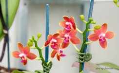Orchids 5 LOL.jpg