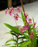 Orchids 6 LOL.jpg
