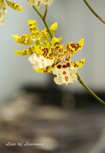 Orchid 7 LOL.jpg