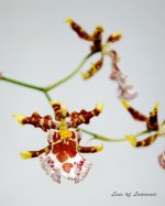 Orchid 8 LOL.jpg