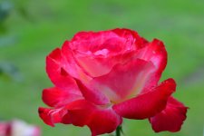 DSC_0887.jpg