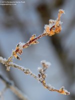 048 Frost-140217_01.jpg