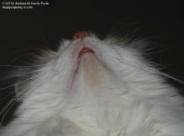 049 Creature-140218_01.jpg