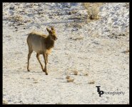 Day 49 Elk 1.jpg