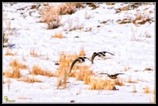 DucksFlight.jpg