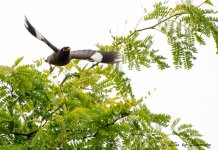 Indian Mynah LOL.jpg