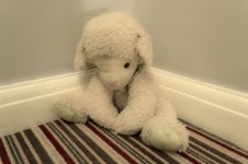 teddy.jpg