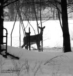 050 Deer-140219_01.jpg