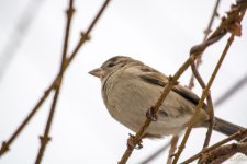 DSC_7513.jpg