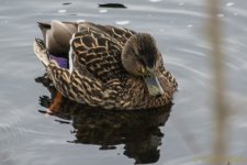 DSC_7517.jpg