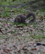 DSC_4225.JPG