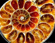 Ammonite.jpg