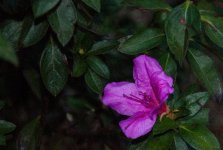 Nikonites-50-1.jpg