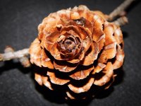 DSCN1299.jpg