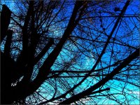 afernoon tree.jpg