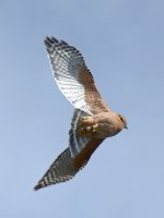 Hawk.jpg