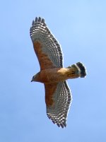 Hawk2.jpg