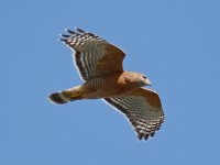 Hawk5.jpg