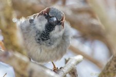 DSC_7537-Edit.jpg
