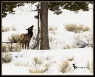 Elk Photo.jpg