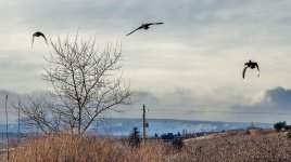 600_5865 (1024x574).jpg