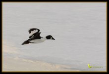 Black and White Bird Day 51.jpg