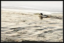Day51Duck.jpg
