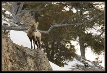 Day 51 Bighorn Sheep.jpg