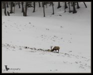 Day 51 Elk.jpg