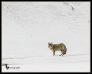 Coyote Day 51.jpg