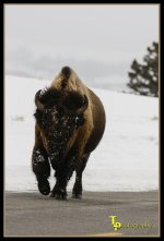 Day 51 Buffalo.jpg