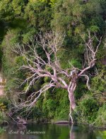 Tree LOL.jpg