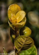 Boxwood (1 of 1).jpg