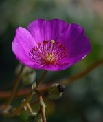 Calandrinia.jpg