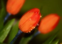 tulip2_sm.jpg