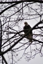 Eagle in tree.jpg