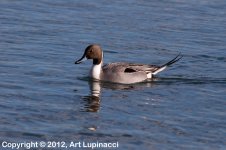 Pintail.jpg