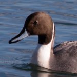 Pintail(100%).jpg