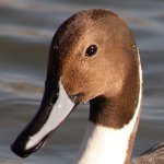 Pintail(100%)2.jpg