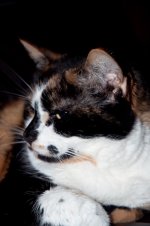 DSC_0967.jpg
