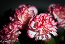 _SSC0263-Edit.jpg