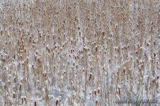 winter plants copy 3.jpg