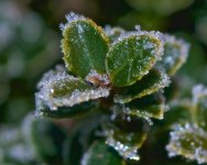 Ice Crystals.jpg