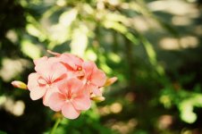 flower.jpg